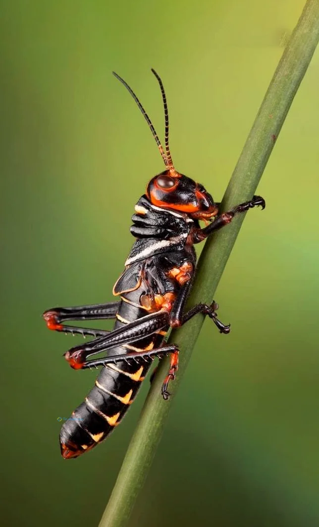 Hình nền con Cào Cào cho điện thoại