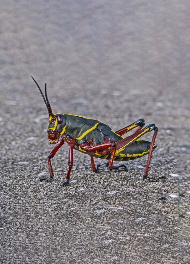 Hình nền con Cào Cào cho điện thoại