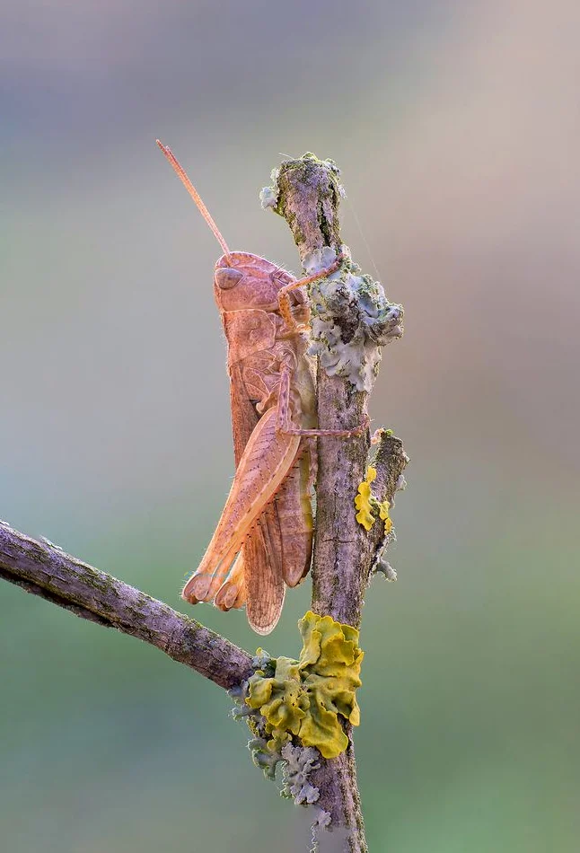 Hình nền con Cào Cào cho điện thoại