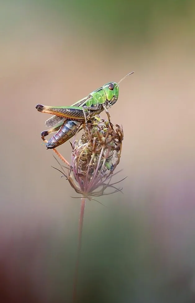 Hình nền con Cào Cào cho điện thoại