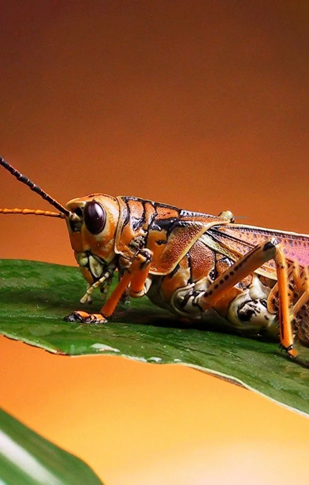 Hình nền con Cào Cào cho điện thoại