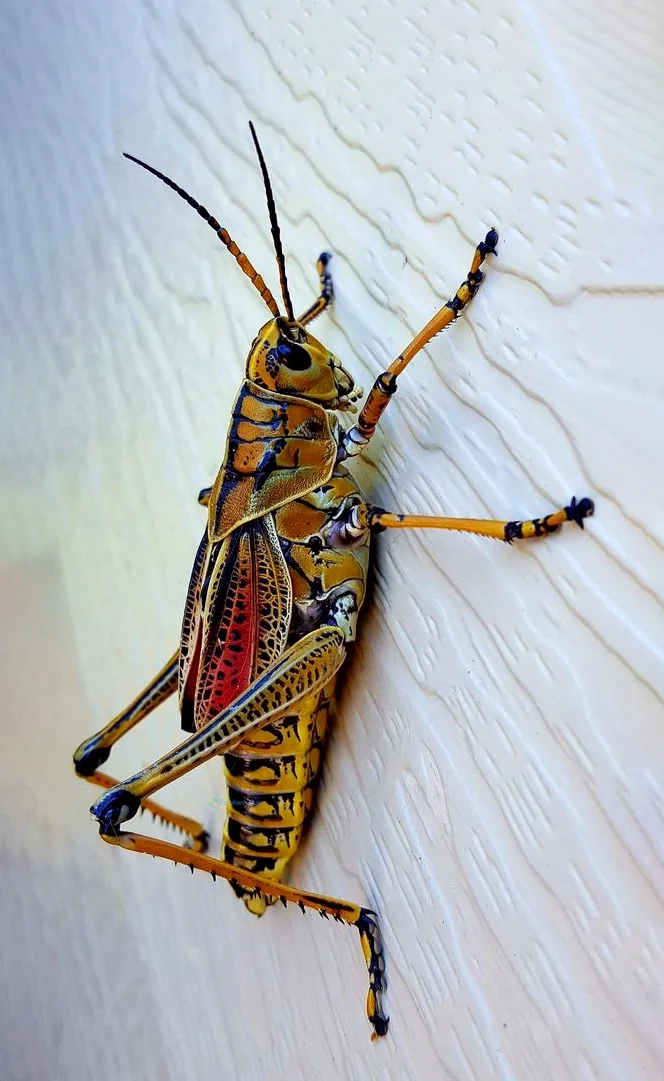 Hình nền con Cào Cào cho điện thoại