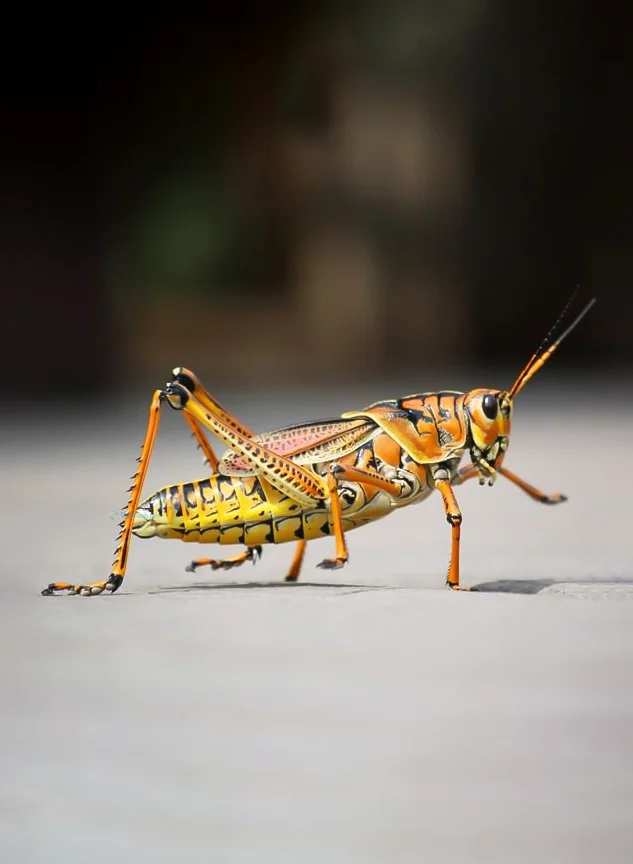 Hình nền con Cào Cào cho điện thoại