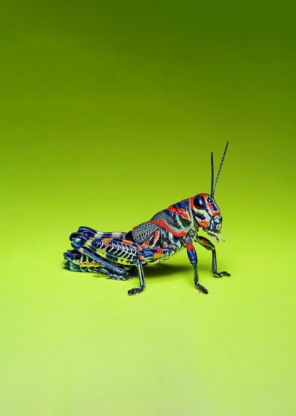 Hình nền con Cào Cào cho điện thoại