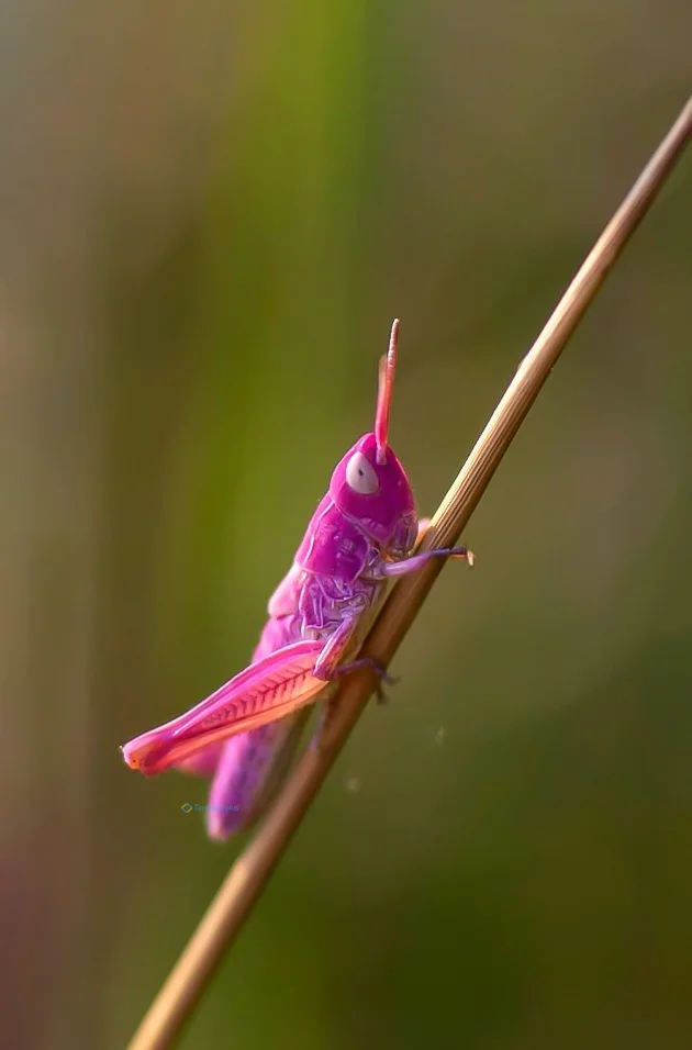 Hình nền con Cào Cào cho điện thoại