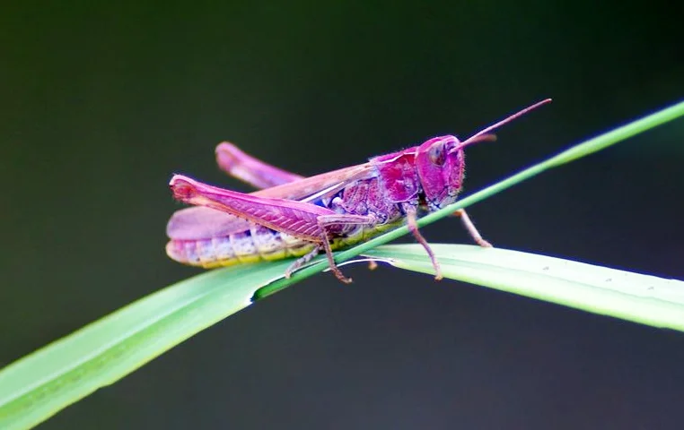 285+ Hình nền con Cào Cào cho điện thoại