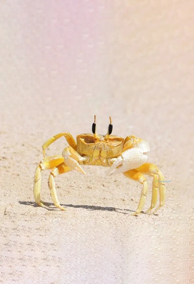 Hình nền con Cua cho điện thoại