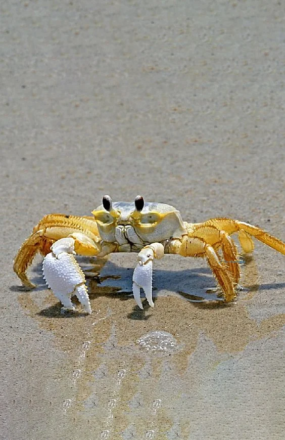 Hình nền con Cua cho điện thoại