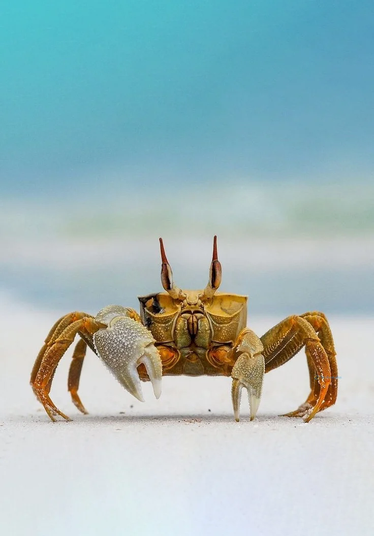 Hình nền con Cua cho điện thoại