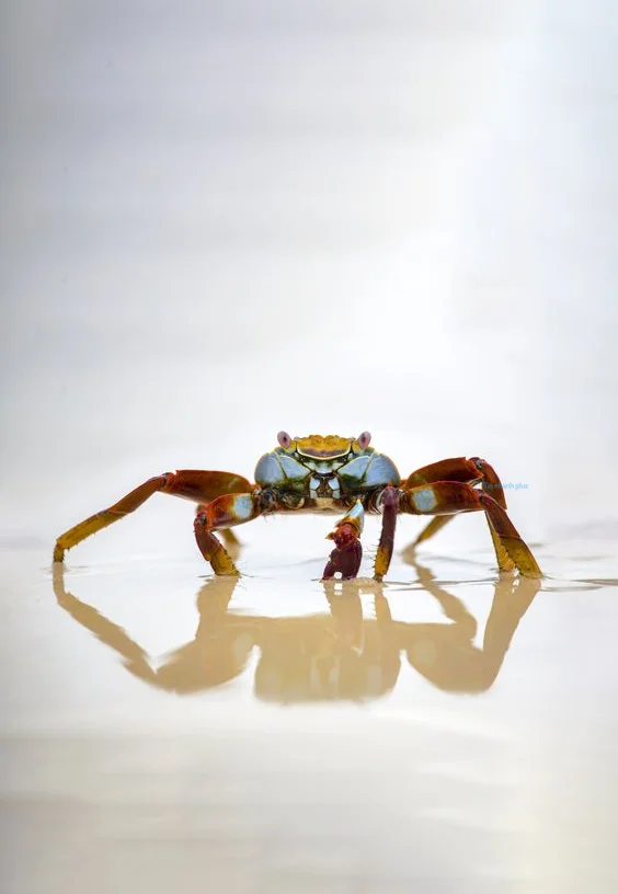 Hình nền con Cua cho điện thoại