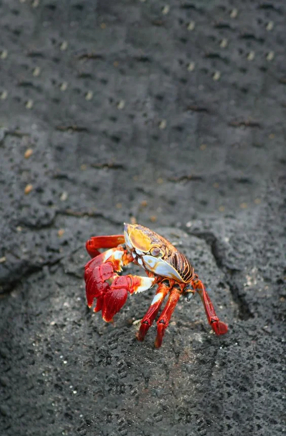 Hình nền con Cua cho điện thoại