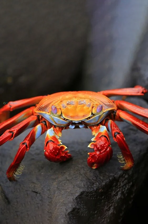 Hình nền con Cua cho điện thoại