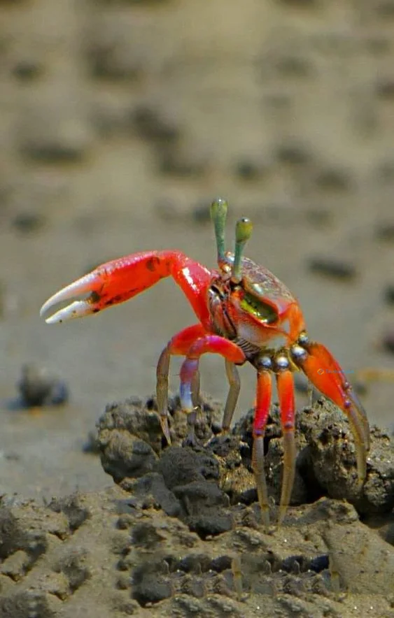 Hình nền con Cua cho điện thoại