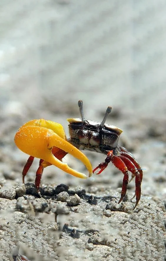 Hình nền con Cua cho điện thoại