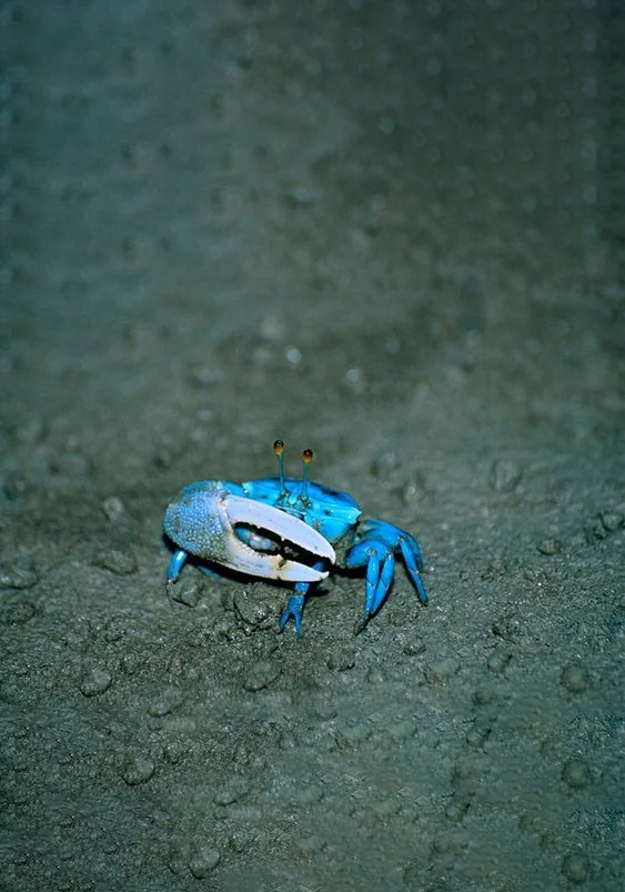 Hình nền con Cua cho điện thoại