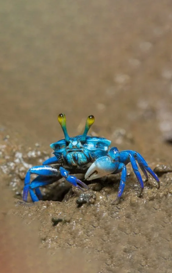 Hình nền con Cua cho điện thoại