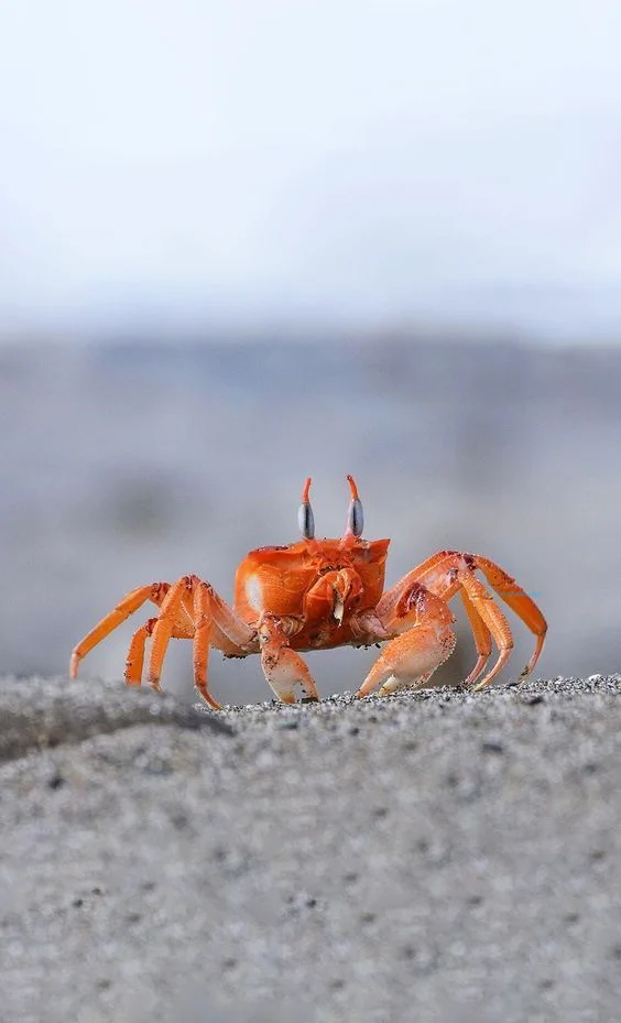 Hình nền con Cua cho điện thoại