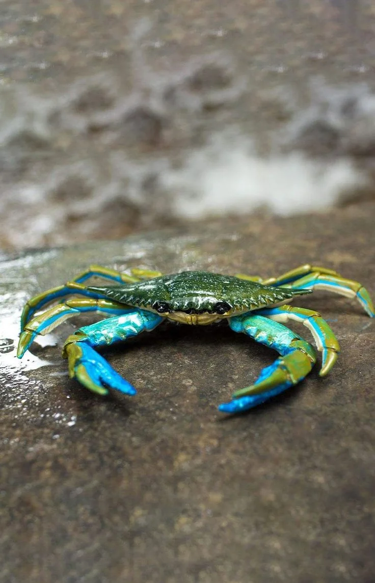 Hình nền con Cua cho điện thoại