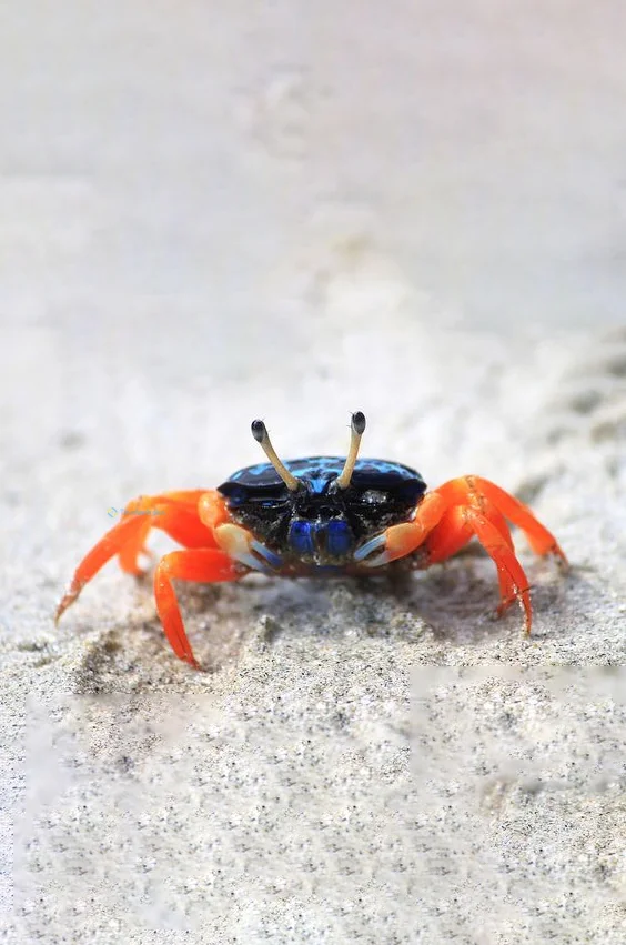 Hình nền con Cua cho điện thoại