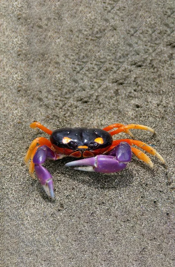 Hình nền con Cua cho điện thoại