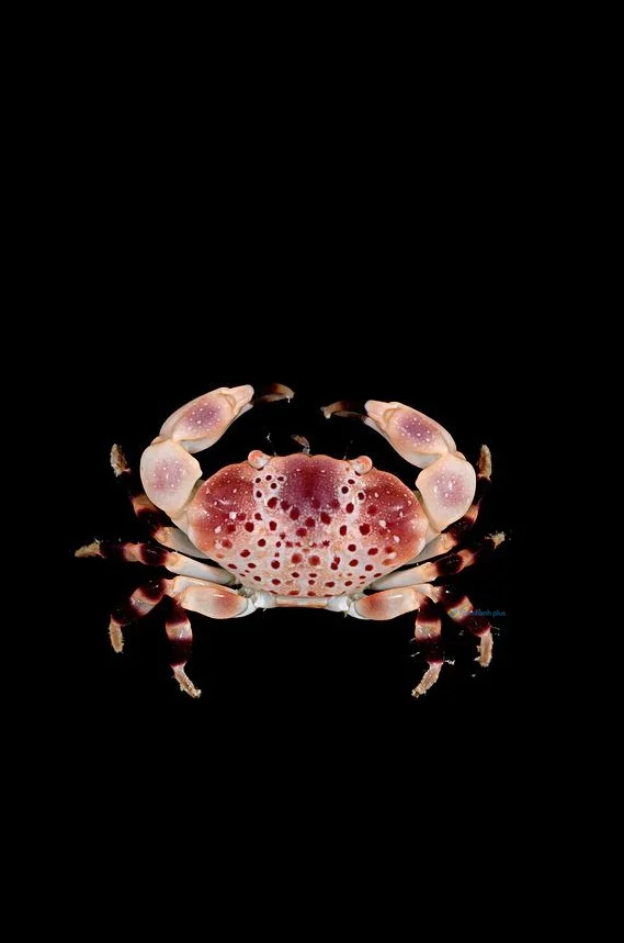 Hình nền con Cua cho điện thoại