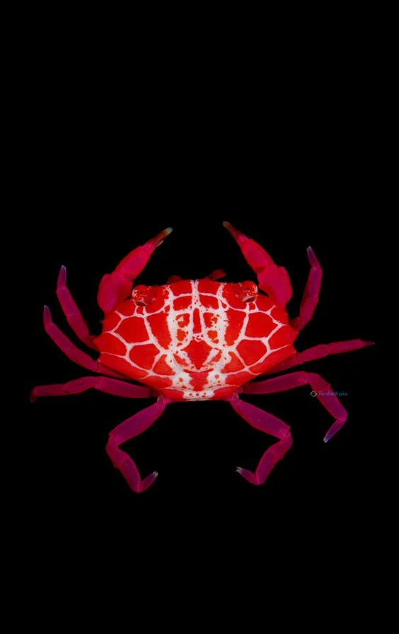 Hình nền con Cua cho điện thoại