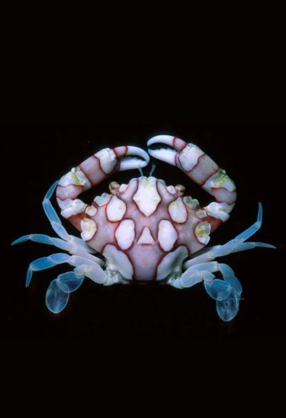 Hình nền con Cua cho điện thoại