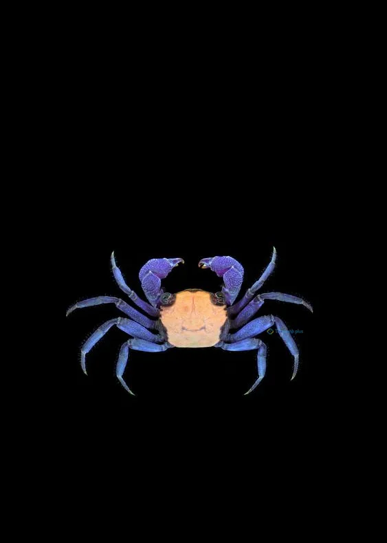 Hình nền con Cua cho điện thoại