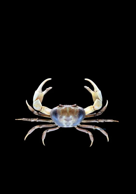 Hình nền con Cua cho điện thoại