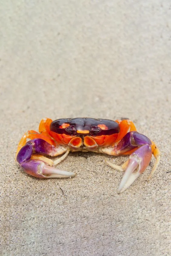 Hình nền con Cua cho điện thoại