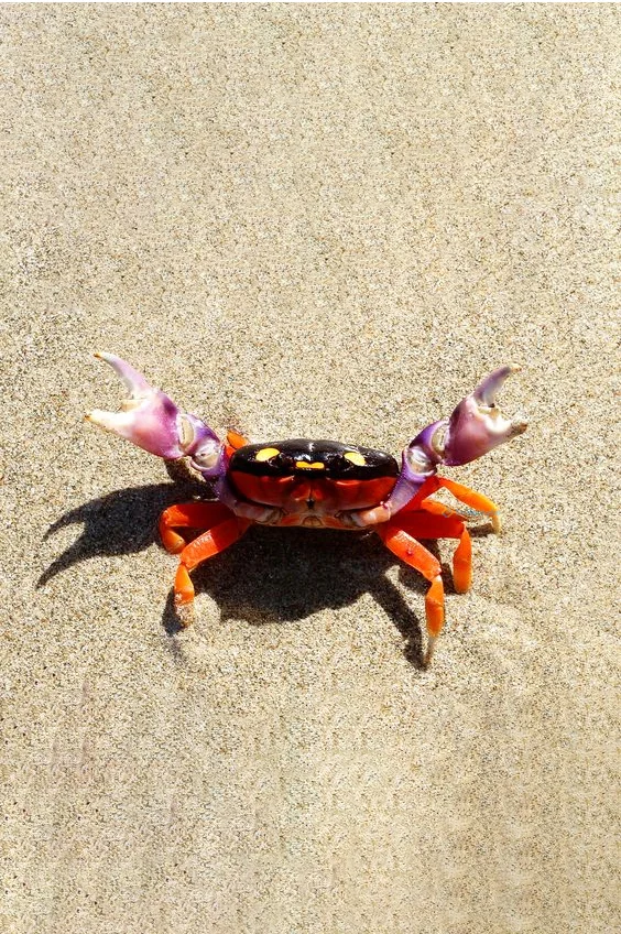 Hình nền con Cua cho điện thoại