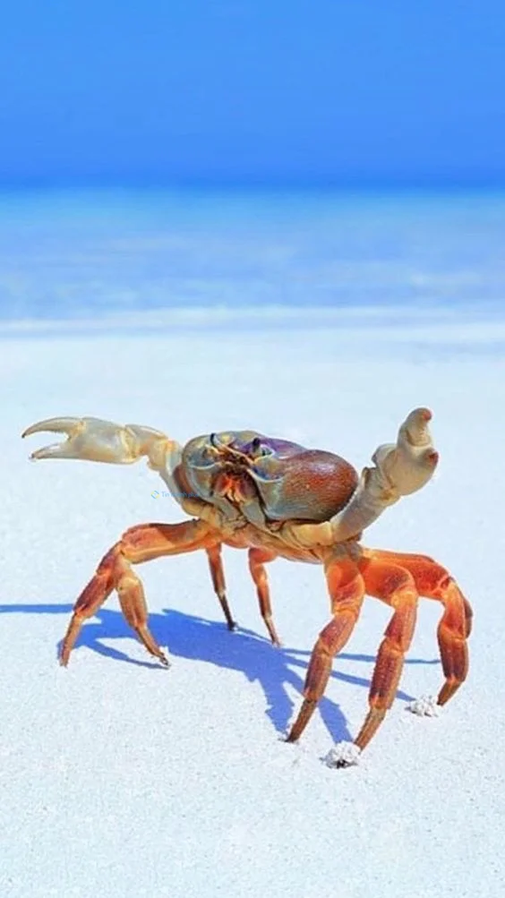 Hình nền con Cua cho điện thoại