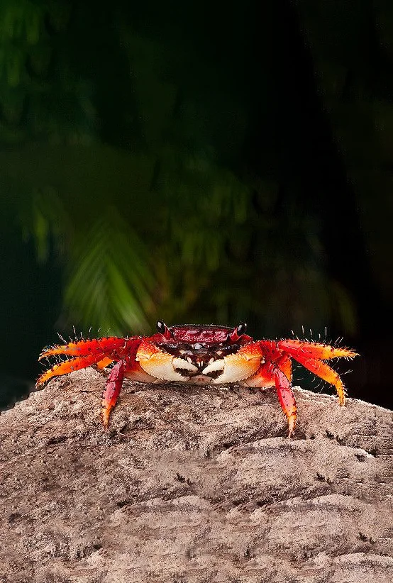 Hình nền con Cua cho điện thoại