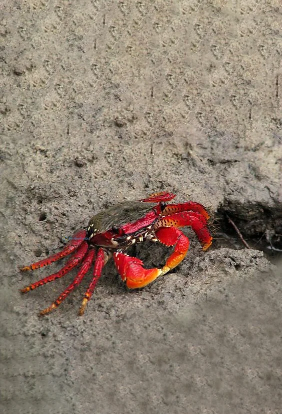 Hình nền con Cua cho điện thoại