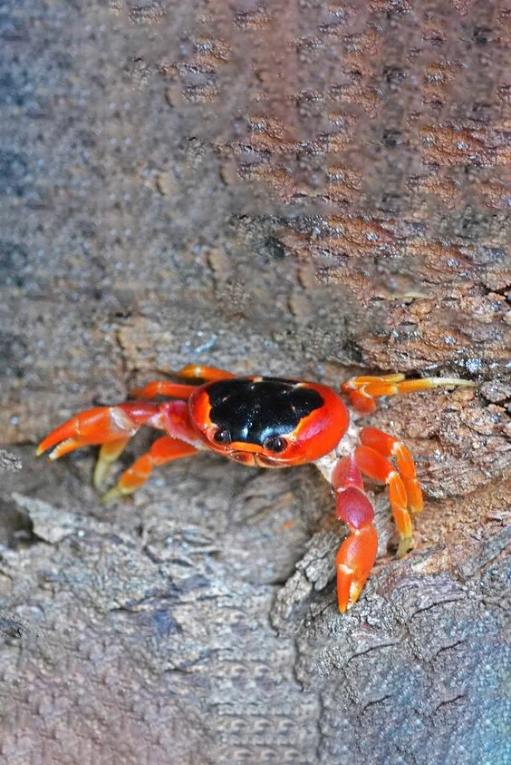 Hình nền con Cua cho điện thoại