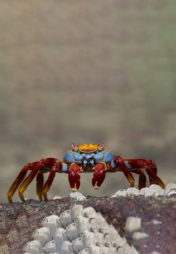 Hình nền con Cua cho điện thoại