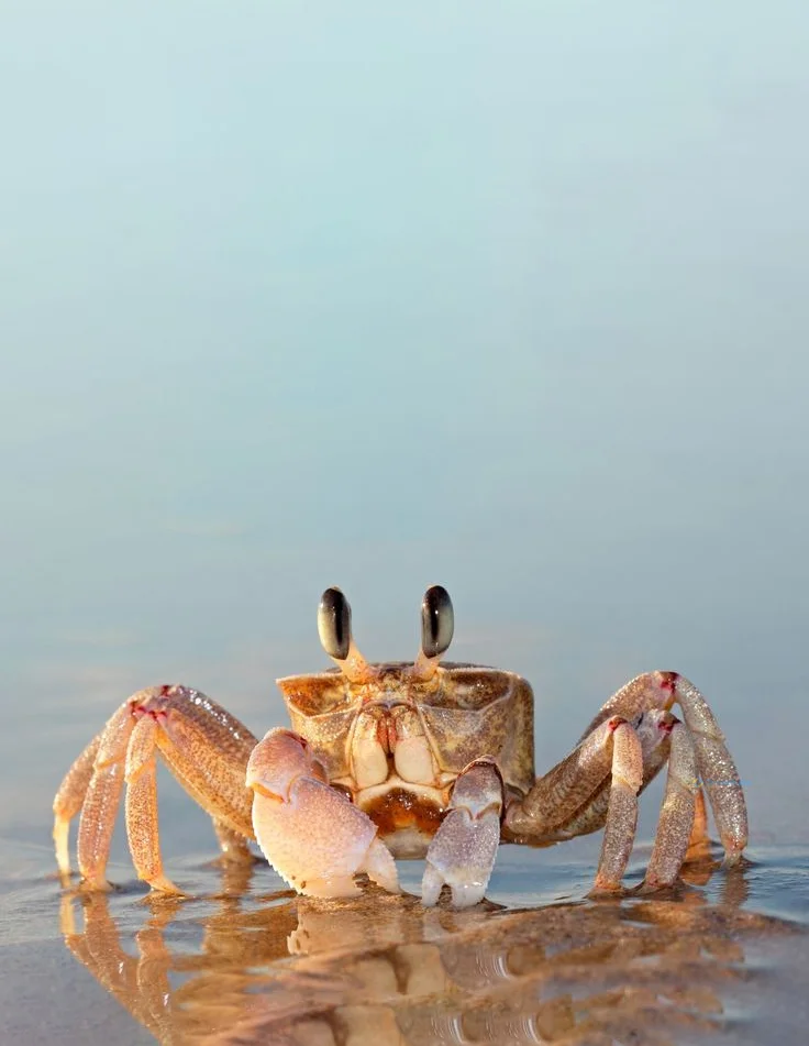 Hình nền con Cua cho điện thoại