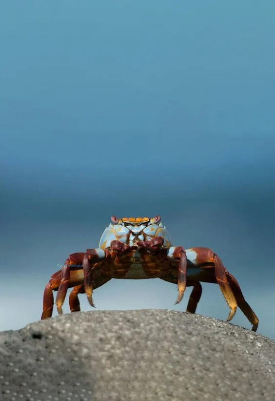 Hình nền con Cua cho điện thoại