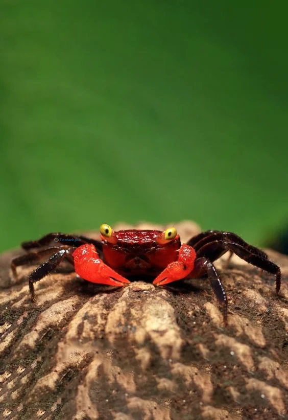 Hình nền con Cua cho điện thoại