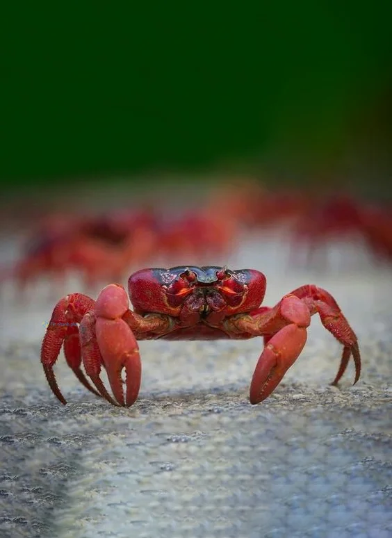 Hình nền con Cua cho điện thoại