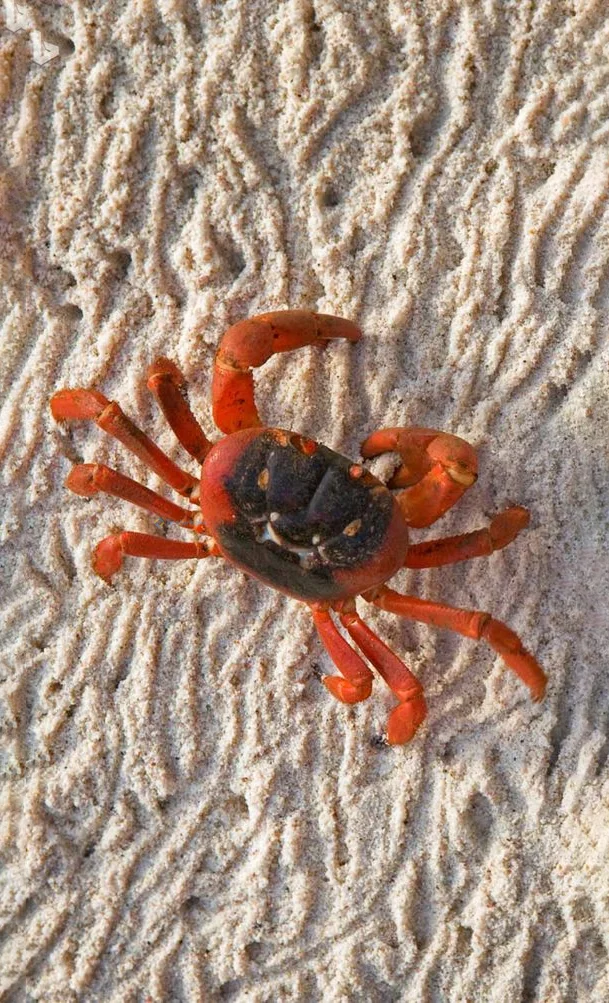 Hình nền con Cua cho điện thoại