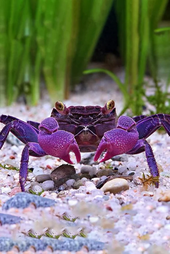 Hình nền con Cua cho điện thoại