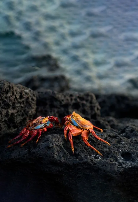 Hình nền con Cua cho điện thoại