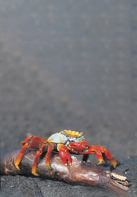 Hình nền con Cua cho điện thoại