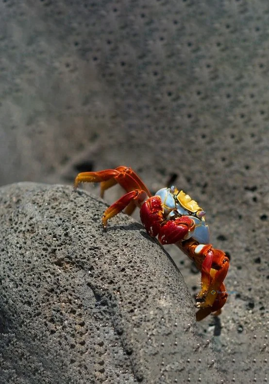 Hình nền con Cua cho điện thoại