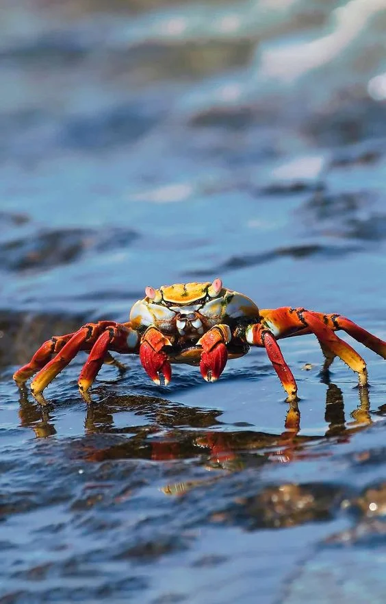 Hình nền con Cua cho điện thoại