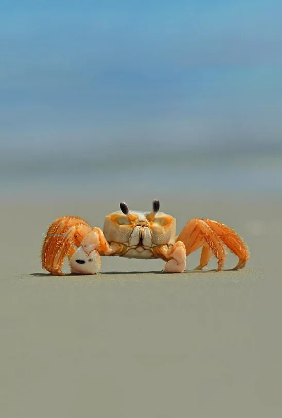 Hình nền con Cua cho điện thoại