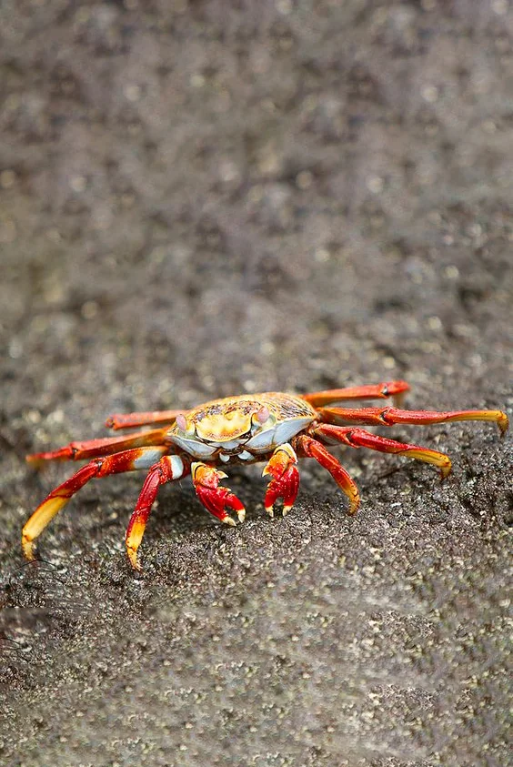 Hình nền con Cua cho điện thoại