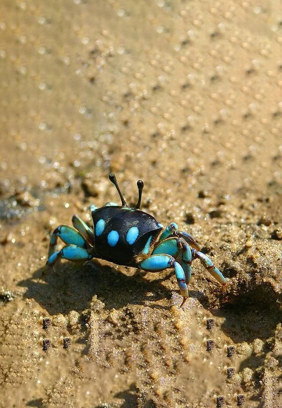 Hình nền con Cua cho điện thoại