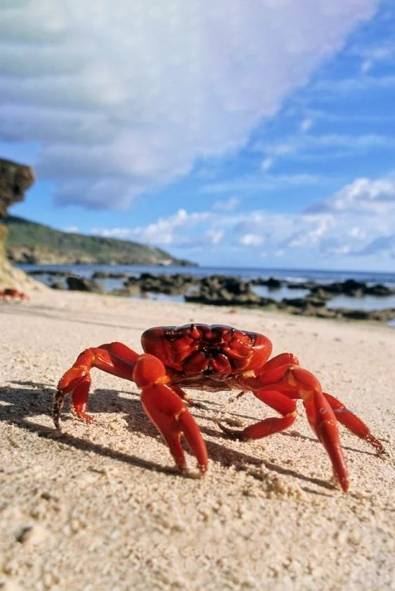 Hình nền con Cua cho điện thoại